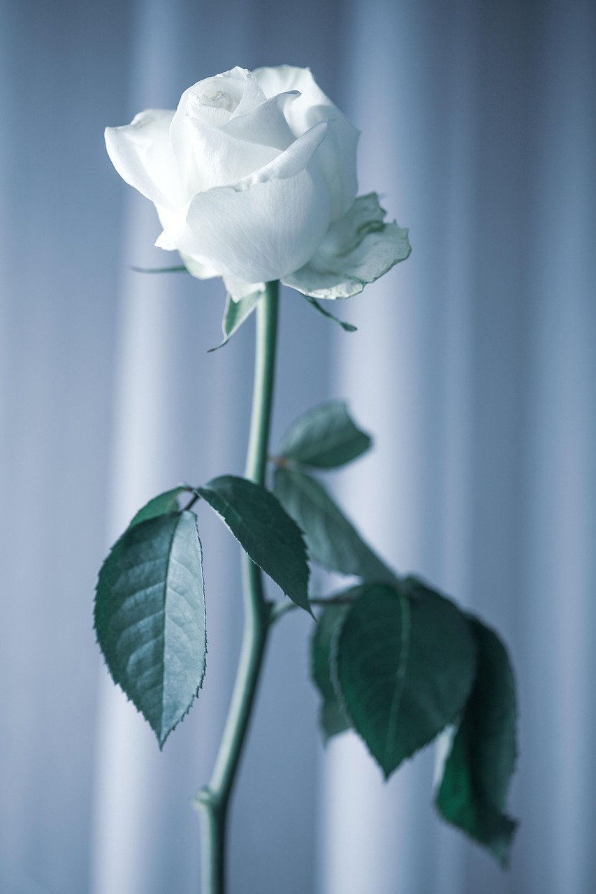 demiahl-rose-4740265_1280